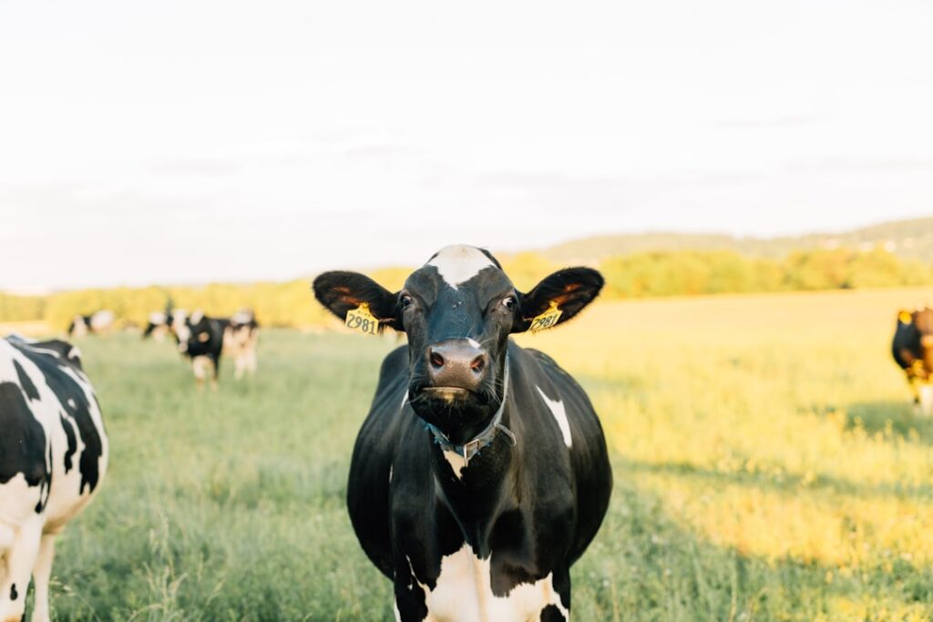 Photo Dairy cow