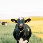 Photo Dairy cow