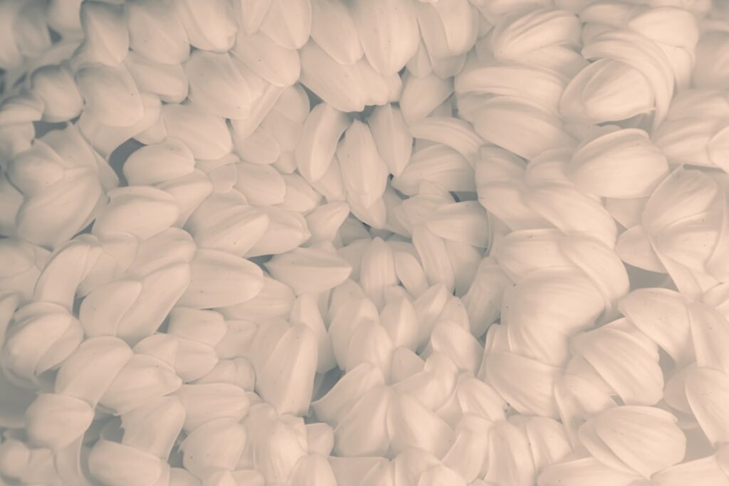 Photo Monochrome petals